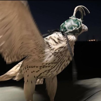 knli7_'s profile picture. أستغفرالله العظيم وأتوب إليه
