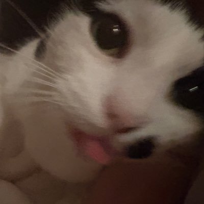hello i am perfect sweetie boy. i am ten. i live with @stelllawunder and i am precious #catsoftwt