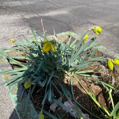 StayDream_go_to's profile picture. 主任介護支援専門員(主任ケアマネ)。とんがって真っ直ぐ生きてます。16歳からの生粋の長渕剛ファン。2009〜2015までLive参戦多数。茨城1区福島伸享支持。爬虫類多数飼育中。