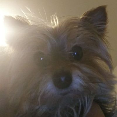 itsGuyReal2's profile picture. My name is Guy, I have ADHD, I post random things, I forgot what else I was going to say 
🇨🇦 🇮🇹 alt is @itsguyreal   i am testing a new account out