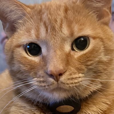 SimbaTheCat0's profile picture. I love cats and other cool things!