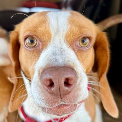 Enjoying life with Pete the bagel, Elwood the pup, and remembering the OG of beagles Charlie 🐾🌈❤️