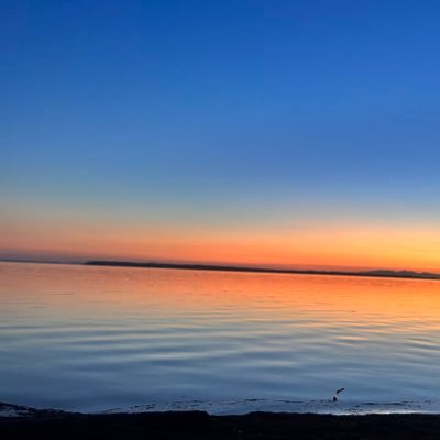 queersahiba's profile picture. 