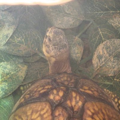 メンエスをやってる人。30代前半。ペットの亀が99%メイン。🐢10匹飼育。完全趣味🐢気軽にコメント下さい!亀の話なら無限。毎日その瞬間に撮った亀をUPします🐢