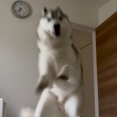 SyukSyuk_VRC's profile picture. discord : syuksyuk.