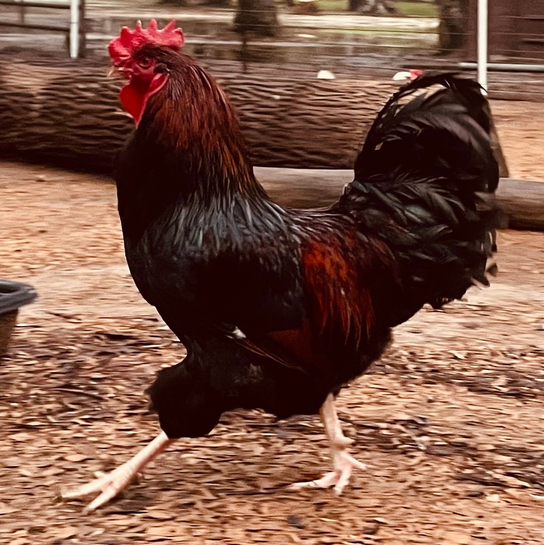 LimaAlphaPapa's profile picture. Reformed Confessional (PCA). Husband. Father. Presup. USMC. Weightlifting. Golf. The Lord Jesus Christ is King of kings, act accordingly.