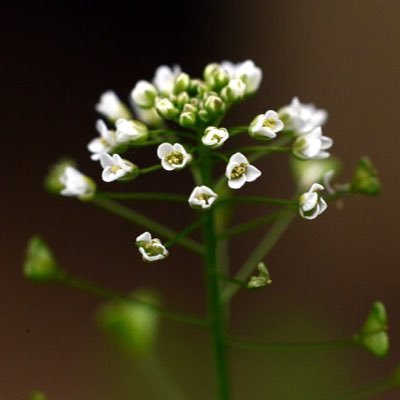 dedicatus_546's profile picture. 株式会社ビジュアルアーツ所属のシナリオライターです！ やっと物語を書くプロになれました！こちらデビュー作のASMR音声作品です→ https://t.co/tMIwMsuGol