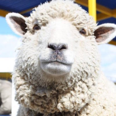 anjolno's profile picture. 真空aespa