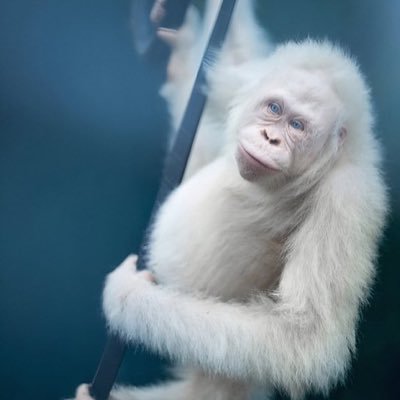Anointed_Ape's profile picture. A journal