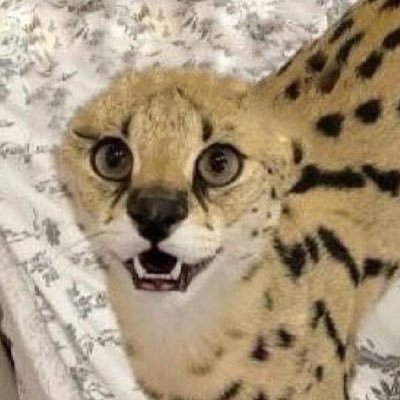 soggasoggasogga's profile picture. im a cat irl ||| i enjoy numetal👋 ||| dm me i like talking