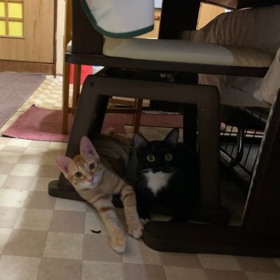 kyabariajp_2011's profile picture. 