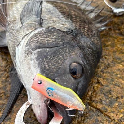 大阪湾は五島列島の次に魚影が濃い事に気付いたパパアングラーの釣行記🐟 春はナイトでバチ抜けシーバス探し、夏はトップメインでチヌを追い回し秋は青物の虜となりとにかくトップルアーを投げまくる🎣 冬は…何が釣れるのかこれから考えます👍 ワシは全国パパアングラーの王になる☠️