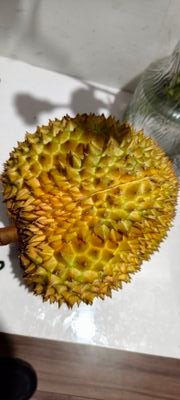 hao_di75281's profile picture. 