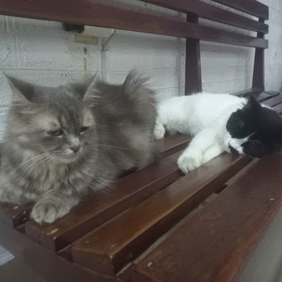 Achoy_Gheboy's profile picture. 