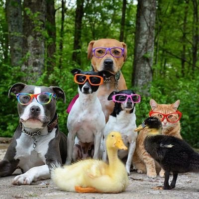 Hello Animal Lover || This Profile Post Animal rescue Video.