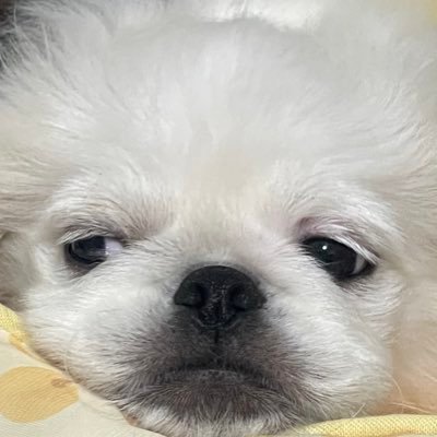 BANPEIYU_dog's profile picture. ※ポストはすべて犬が音声入力しています #ペキニーズ
