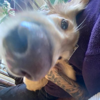 algumbreno's profile picture. fiquei com saudade desse esgoto virtual