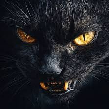 Chalak_Billa's profile picture. मैं ज्ञान में ब्राह्मण हूँ, व्यवस्था में वैश्य हूँ, रणभूमि में मैं क्षत्रिय हूँ, और सेवा करने में शूद्र हूँ