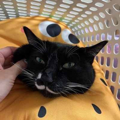 고양이 이름은 임야옹이에요🐈🐈
사람은 야옹선생이구요
부계: @ongya0612
이별은 블언블, 언팔은 오류니 디엠주세요