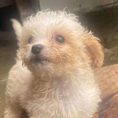 SolWeb3wiz's profile picture. 