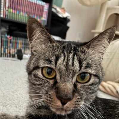 miiyan_n's profile picture. 39歳、主婦で、10歳の息子と夫とぽぽ♂🐈と暮らしてます😃双極性障害持ちです🫩三人称と2BRO.とおついちtubeとエイコーゴーとSTARGLOWとBE:FIRSTが好きです🥰2025年10月12日よりSwitch2でドラクエ10デビュー！名前は『みほゴン』🫣日常や趣味をポストしがちです😅