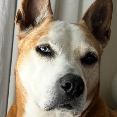 Free Speech❤️Dogs❤️✝️ 7th Gen 🇦🇺🇦🇺Patriot🏴🏴🇮🇪🏴🇬🇧❤️TRUMP🇺🇸🏈CHIEFS🏈🚫mRNA🚫WEF🚫UN🚫WHO🚫Anti-Islam🚫One Nation