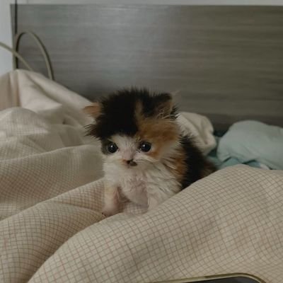 anggilani's profile picture. 🍀