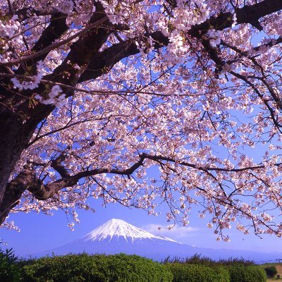 Keavxhort's profile picture. Sometimes you have to move backward to get a step forward.