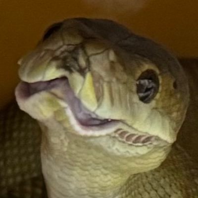 rukaruka0822's profile picture. ボアとかパイソンとかカエルとか ナイトレインとか