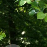 stiles_nerissa's profile picture. 