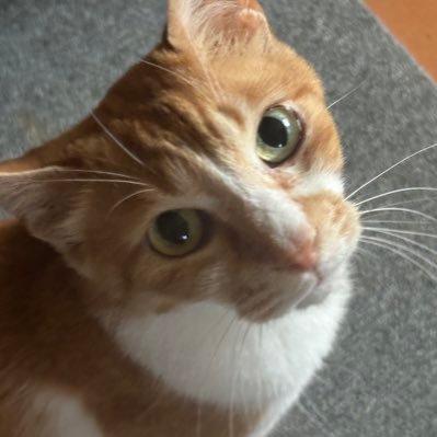 猫🐈・アニメ・パチンコパチスロ🎰温泉旅行♨️釣り🎣車🚗酒🍶や食べる事やAIイラストが大好きです、猫は保護団体から3猫🐈引き取り一緒に生活してます、DMお断りします❌不審なアカウントやエロや副業や投資や政党応援アカウントはフォローしません🙅🏻Xは楽しく使って楽しみます😊