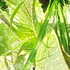 Edgard782377224's profile picture. 🇦🇷
Lepidopterista

Morgenstund hat Gold im Mund