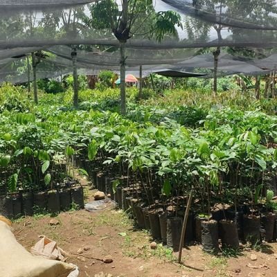 Papa2075690's profile picture. PapaKoy Alter Ng Dabaw