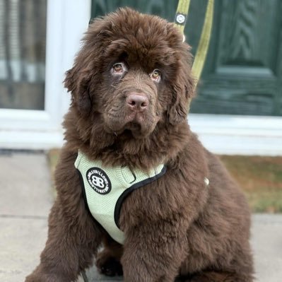 I am Monty an intelligent, sensitive and caring author and Newfie. Now crossed OTRB 🌈 Joined by Cookie 13/9/24 Bandit and Boo continuing our work.