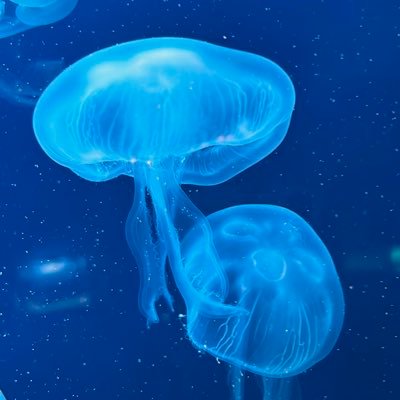 2m9Y3AxnP892250's profile picture. 🚗 ドライブと気ままな一人旅が好き |🐟水族館巡り & ⛩ 神社巡りでリフレッシュ |🎶 SixTONES / One Direction / ET-KING 推し|💆‍♀️美容好き