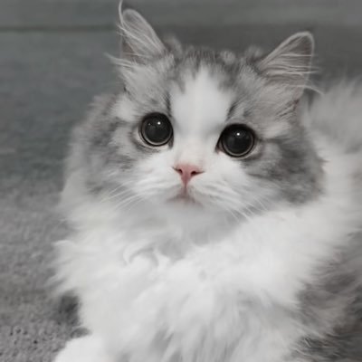 mametan03's profile picture. チビクエ