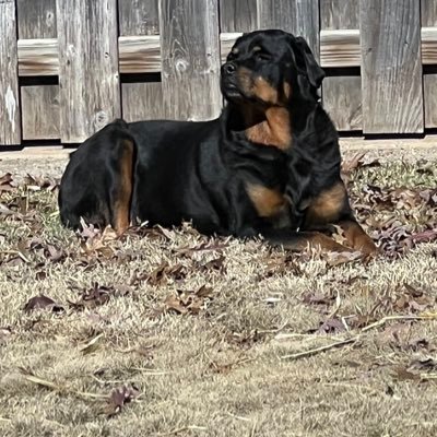 saal_a42859's profile picture. Patriot, Texas born and raised, Pro Trump, born again Christian, love my dogs