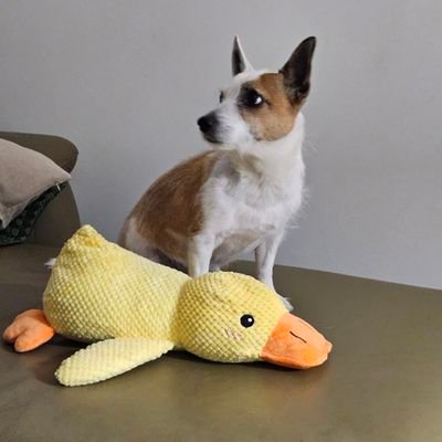 Changed my profile pic because my image of 20 years ago attracted strange reactions.
So this is my 7-year-old dog.