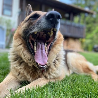 libertinov007's profile picture. 