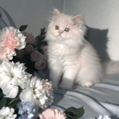 qcamg72543397's profile picture. Life is not measured by years, but by moments.、⏳人生は年数ではなく、瞬間で測られる。日本に憧れる人・日本語を（かろうじて）勉強している人