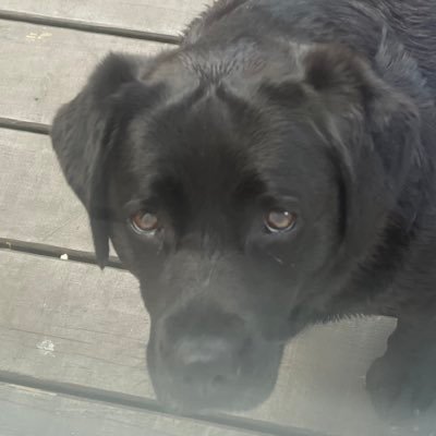 mrtrrrp's profile picture. dog