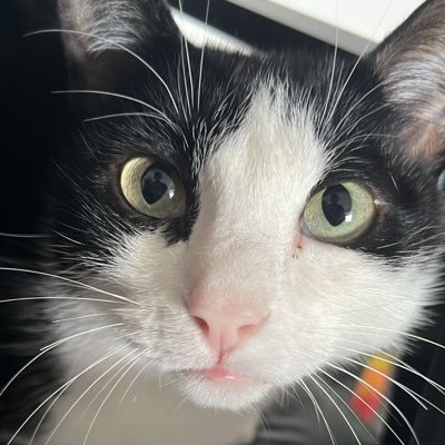 binhonhos's profile picture. @666underrated @ursodeairmax