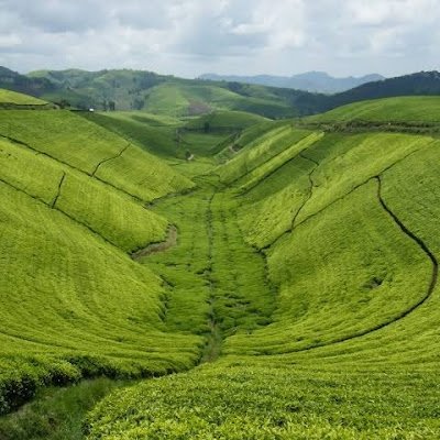 NziNshuti's profile picture. 