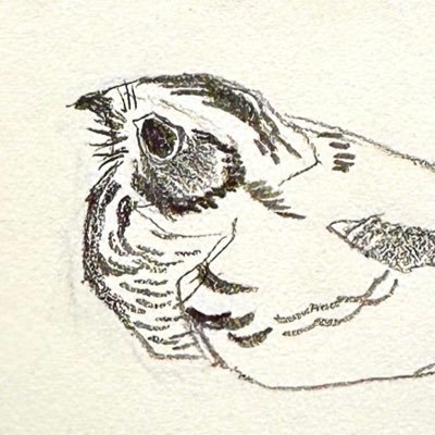 FKA hawk / drawing & painting with gouache / https://t.co/dXVJ1AwEel