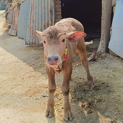 kedagar608's profile picture. 