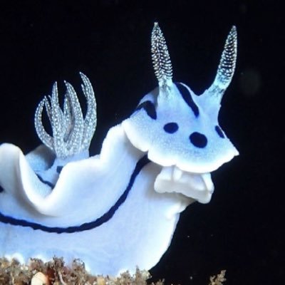 marklyyfan's profile picture. dance like 우당탕