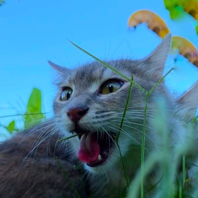 This is a cat platform, here you will find all kinds of cat videos and their daily activities videos