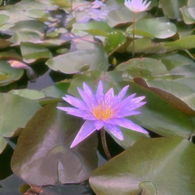 OsborneBel95428's profile picture. 