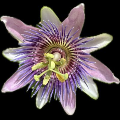 bunkatyan's profile picture. ヘロヘロです