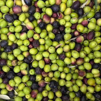 queenofmatearg's profile picture. Más de 15 años divirtiendo a mis followers | En mi carta astral soy puro fuego y tierra | Me encanta el vino, la política y el cine. | Bailarina y Batera